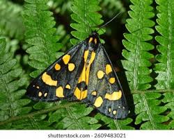 Attēlu rezultāti vaicājumam “Callimorpha dominula imago”