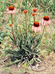 Image result for Echinacea angustifolia