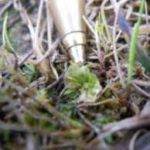 Attēlu rezultāti vaicājumam “Leiocolea rutheana”