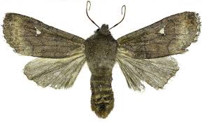 Attēlu rezultāti vaicājumam “Eupsilia transversa”