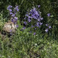 Image result for Campanula formanekiana