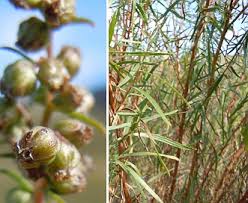Image result for Artemisia dracunculus