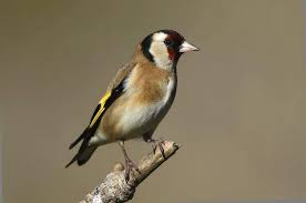 Attēlu rezultāti vaicājumam “Carduelis carduelis adult”