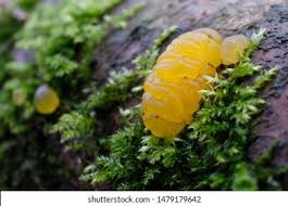 Attēlu rezultāti vaicājumam “Dacrymyces stillatus”