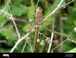 Attēlu rezultāti vaicājumam “Aeshna isoceles”