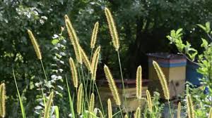 Attēlu rezultāti vaicājumam “Setaria glauca”