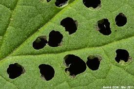 Attēlu rezultāti vaicājumam “Nematus ribesii larva”