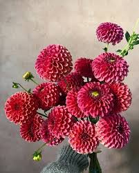 Image result for Alonsoa liniflora