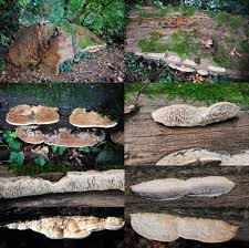 Attēlu rezultāti vaicājumam “Gloeophyllum trabeum”