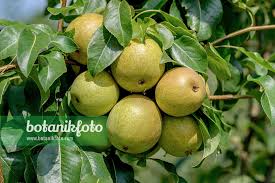 Attēlu rezultāti vaicājumam “Pyrus communis fruit”