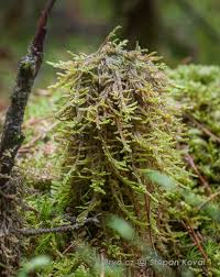 Attēlu rezultāti vaicājumam “Hypnum jutlandicum”