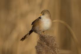 Attēlu rezultāti vaicājumam “Panurus biarmicus female”