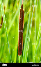 Attēlu rezultāti vaicājumam “Typha angustifolia  leaf”