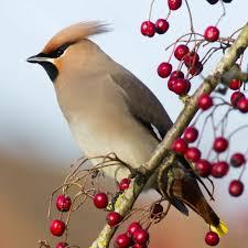 Attēlu rezultāti vaicājumam “Bombycilla garrulus”