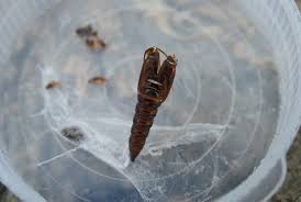 Attēlu rezultāti vaicājumam “Lozotaenia forsterana”