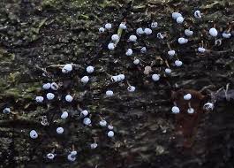 Attēlu rezultāti vaicājumam “Didymium xanthopus stalked”