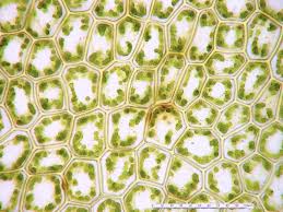 Attēlu rezultāti vaicājumam “Calypogeia muelleriana”