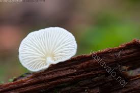 Attēlu rezultāti vaicājumam “Crepidotus versutus”