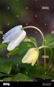 Attēlu rezultāti vaicājumam “Anemone nemorosa bud”