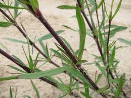 Attēlu rezultāti vaicājumam “Silene tatarica leaf”