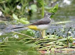 Attēlu rezultāti vaicājumam “Motacilla cinerea”