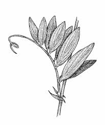 Attēlu rezultāti vaicājumam “Lathyrus palustris flower”