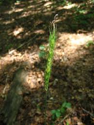 Attēlu rezultāti vaicājumam “Hordelymus europaeus”