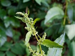 Attēlu rezultāti vaicājumam “Rumex obtusifolius”