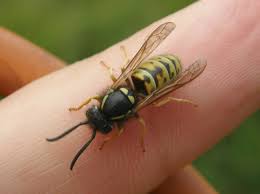 Attēlu rezultāti vaicājumam “Vespula rufa”