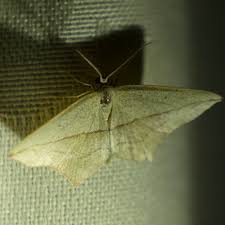 Attēlu rezultāti vaicājumam “Timandra comae”