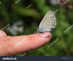 Attēlu rezultāti vaicājumam “Phengaris arion”