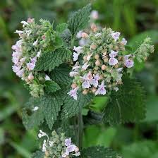 Image result for Nepeta cataria