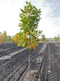 Attēlu rezultāti vaicājumam “Liriodendron tulipifera”