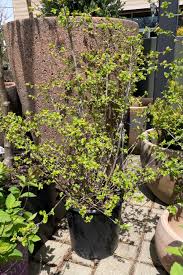 Attēlu rezultāti vaicājumam “Ribes alpinum”