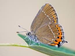 Attēlu rezultāti vaicājumam “Satyrium pruni”