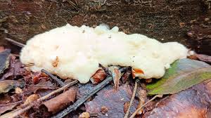 Attēlu rezultāti vaicājumam “Brefeldia maxima plasmodium”