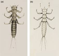 Attēlu rezultāti vaicājumam “Meloe sp. larva”