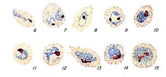 Attēlu rezultāti vaicājumam “Enteridium variabile plasmodium”