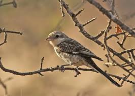 Image result for Lanius nubicus