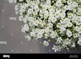 Attēlu rezultāti vaicājumam “Gypsophila fastigiata bud”