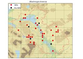 Attēlu rezultāti vaicājumam “Moehringia trinervia bud”