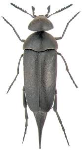 Attēlu rezultāti vaicājumam “Mordellidae”