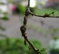 Attēlu rezultāti vaicājumam “Stemonitis pallida var. rubescens stalked”