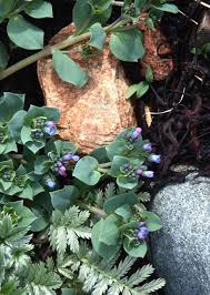 Attēlu rezultāti vaicājumam “Anthyllis maritima leaf”