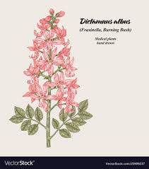 Image result for Diptam