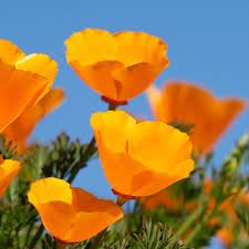Attēlu rezultāti vaicājumam “Eschscholzia californica”