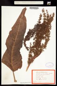 Attēlu rezultāti vaicājumam “Rumex aquaticus”