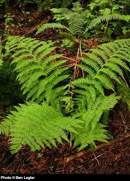 Attēlu rezultāti vaicājumam “Athyrium filix-femina”