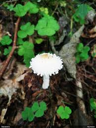 Attēlu rezultāti vaicājumam “Diderma umbilicatum stalked”