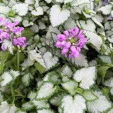 Attēlu rezultāti vaicājumam “Lamium”